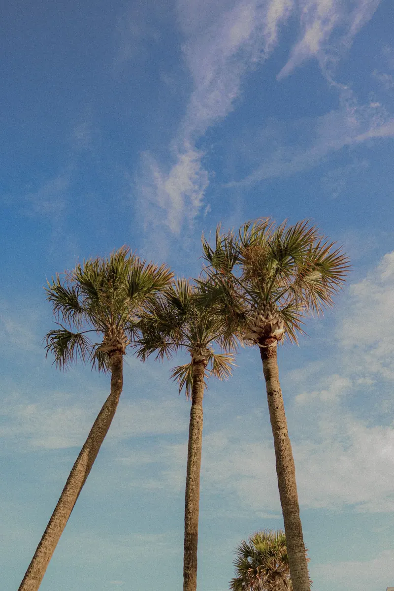 Low-angle view of Sabal palm trees against a bright blue Florida sky